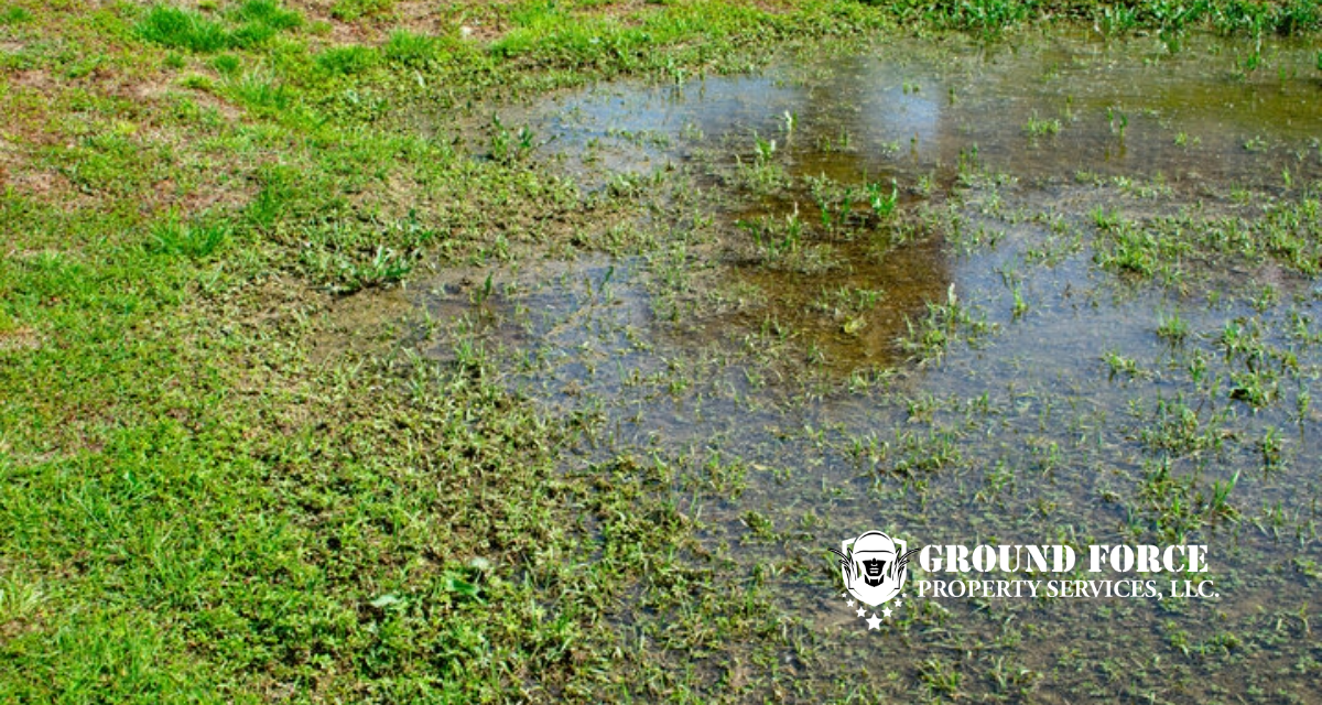 Draining the Swamp in Central Square: My Go-To Fix for Waterlogged Lawns