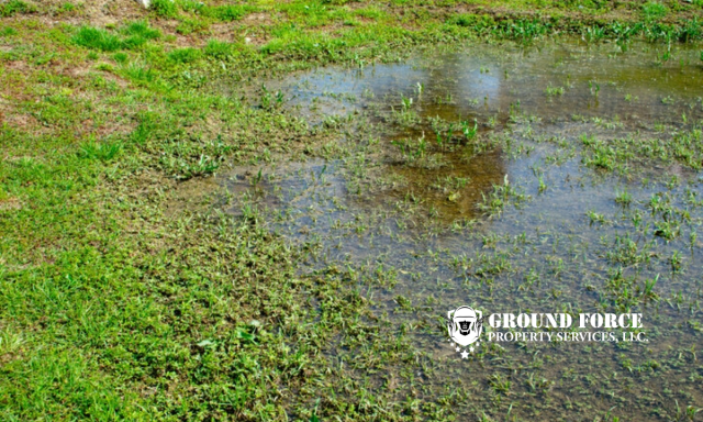 Draining the Swamp in Central Square: My Go-To Fix for Waterlogged Lawns