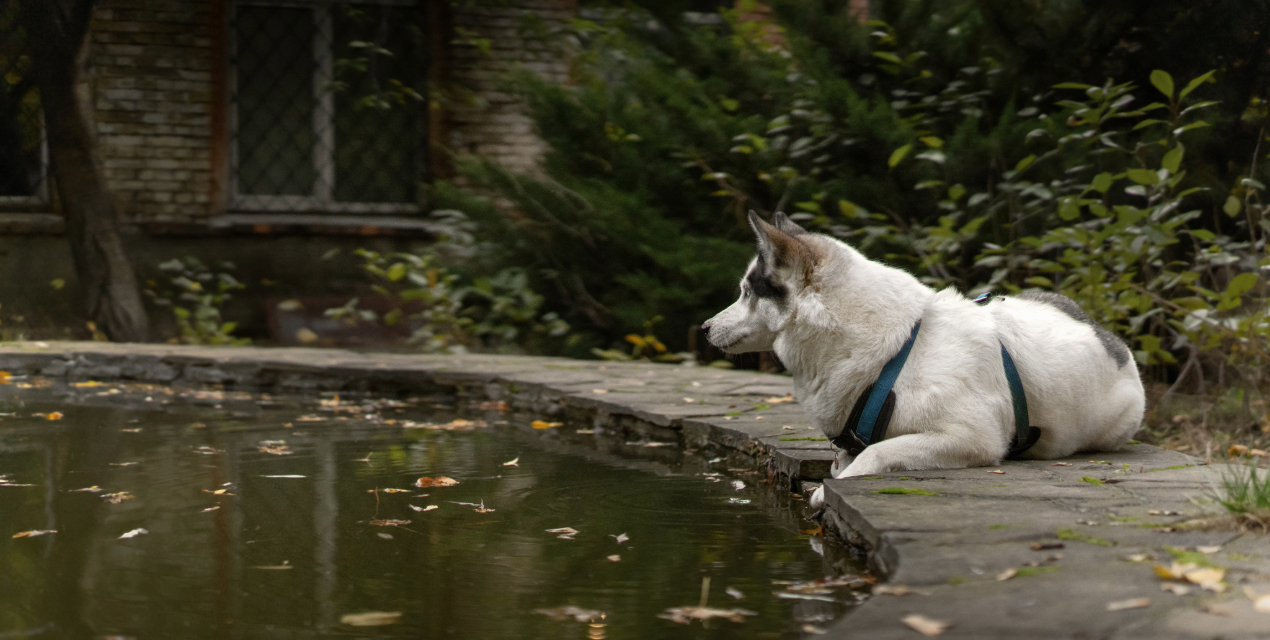 Old Pool Removal in Onondaga and Oswego Counties | Ground Force Property Services
