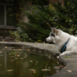 old pool removal Onondaga County NY, old pool removal Oswego County NY, inground pool removal Onondaga County NY, above ground pool removal Oswego County NY, pool demolition Onondaga County NY, pool removal contractor Oswego County NY, backyard transformation Onondaga County NY, concrete paver patio Onondaga County NY, fire pit installation Oswego County NY, custom walkways Onondaga County NY, pool removal and patio design Oswego County NY, backyard patio contractor Onondaga County NY, remove old inground pool Oswego County NY, replace pool with patio Onondaga County NY, Ground Force Property Services pool removal NY