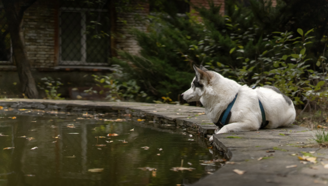 Old Pool Removal in Onondaga and Oswego Counties | Ground Force Property Services